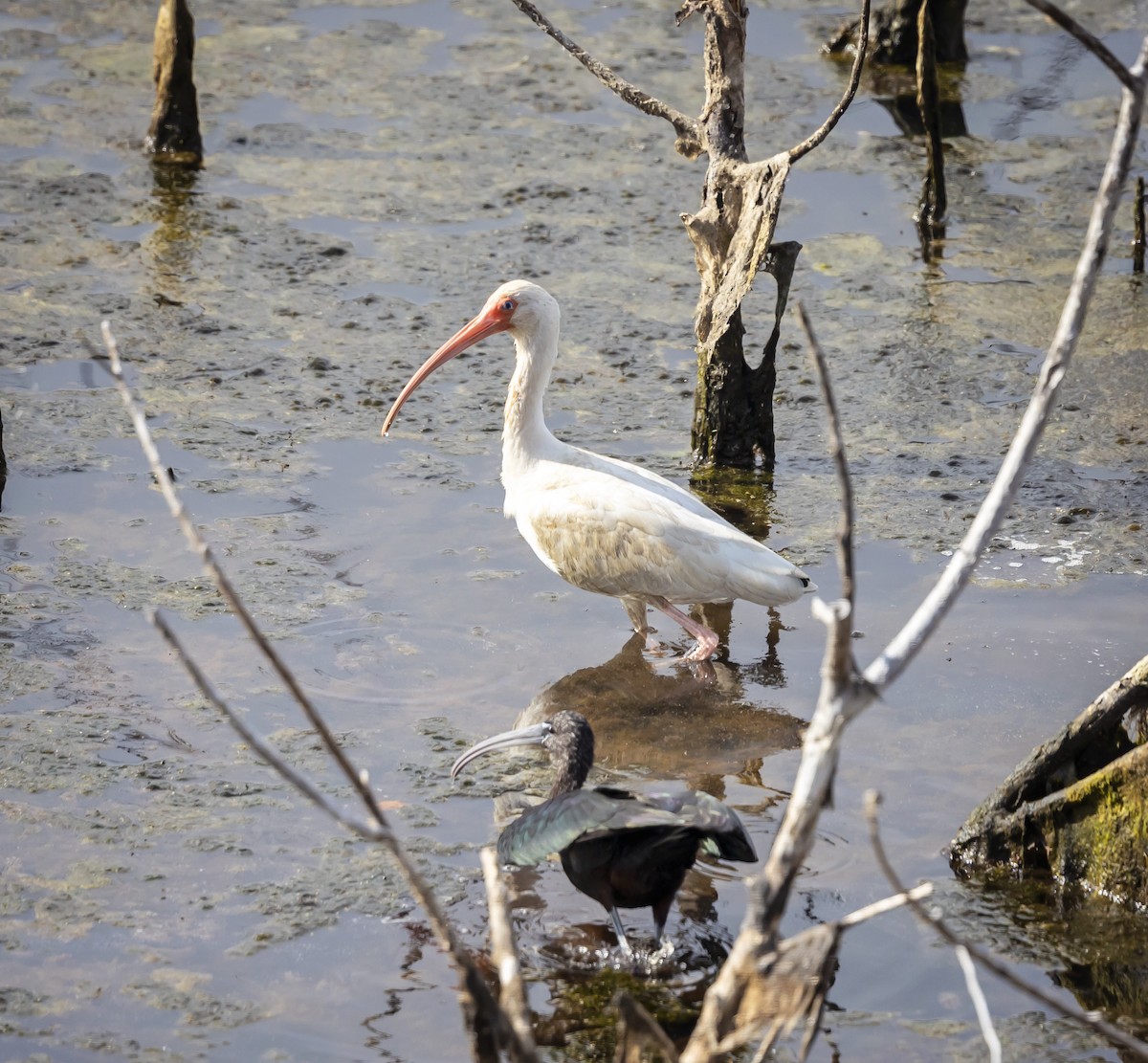 Corocoro Blanco - ML646348893