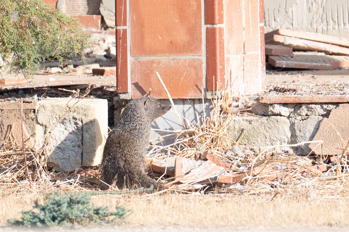 Egyptian Mongoose - ML646348894