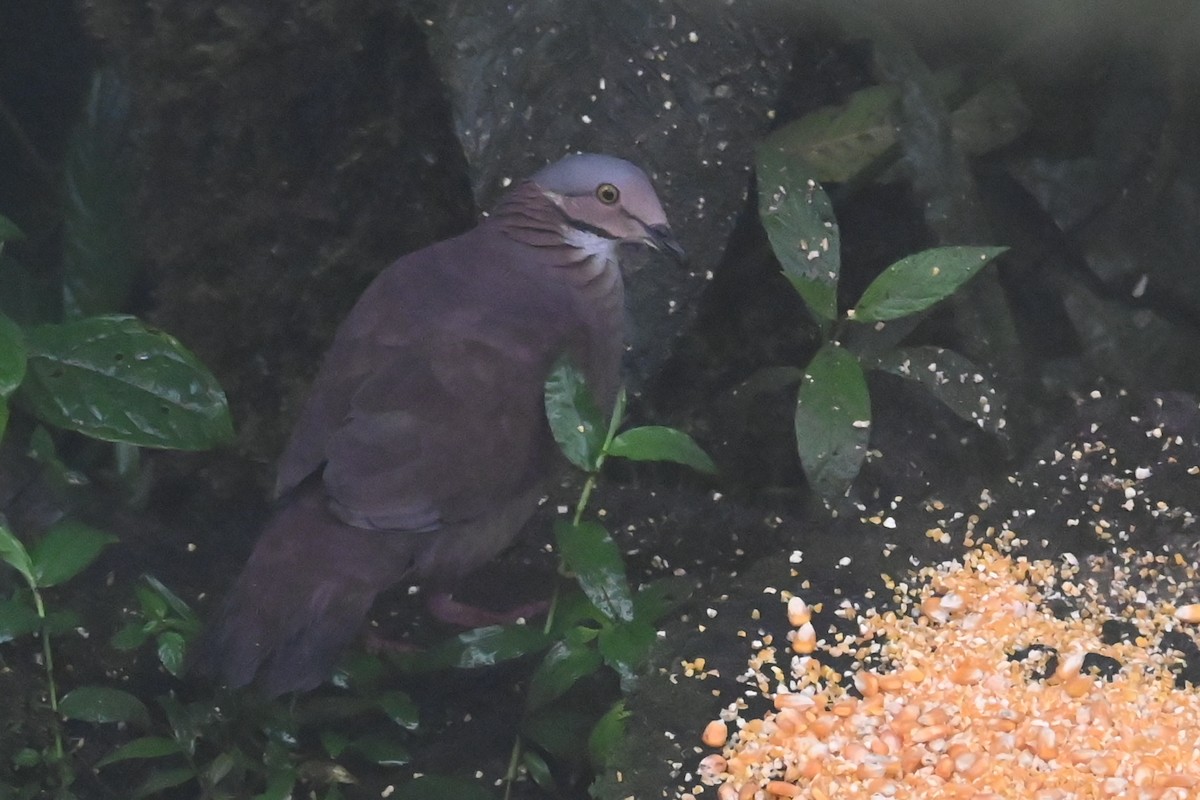 White-throated Quail-Dove - ML646348896