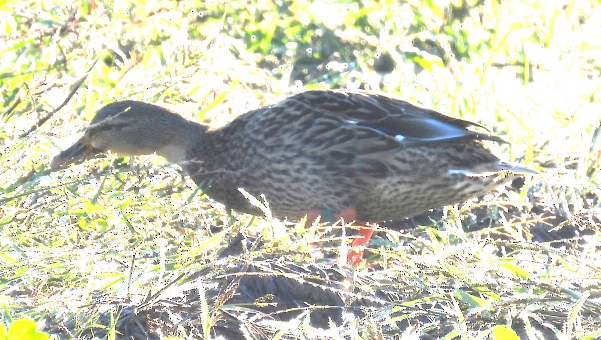Green-winged Teal - ML646348897