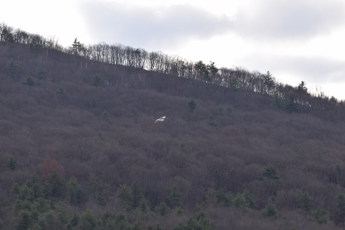 Ring-billed Gull - ML646348898