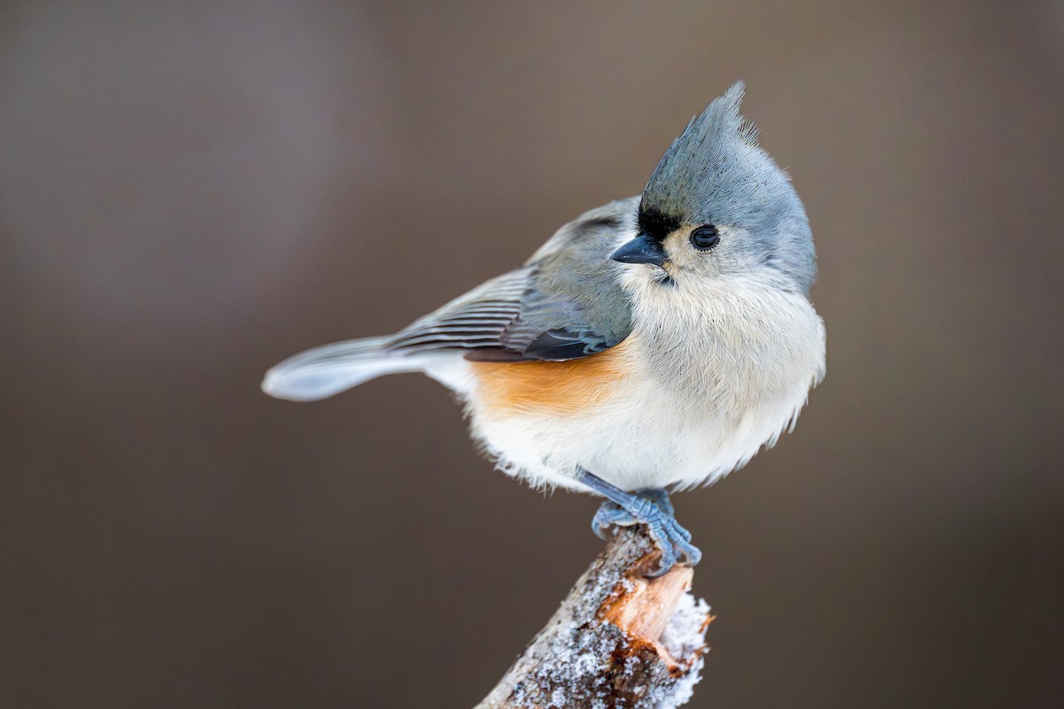 sýkora rezavoboká - ML646348899