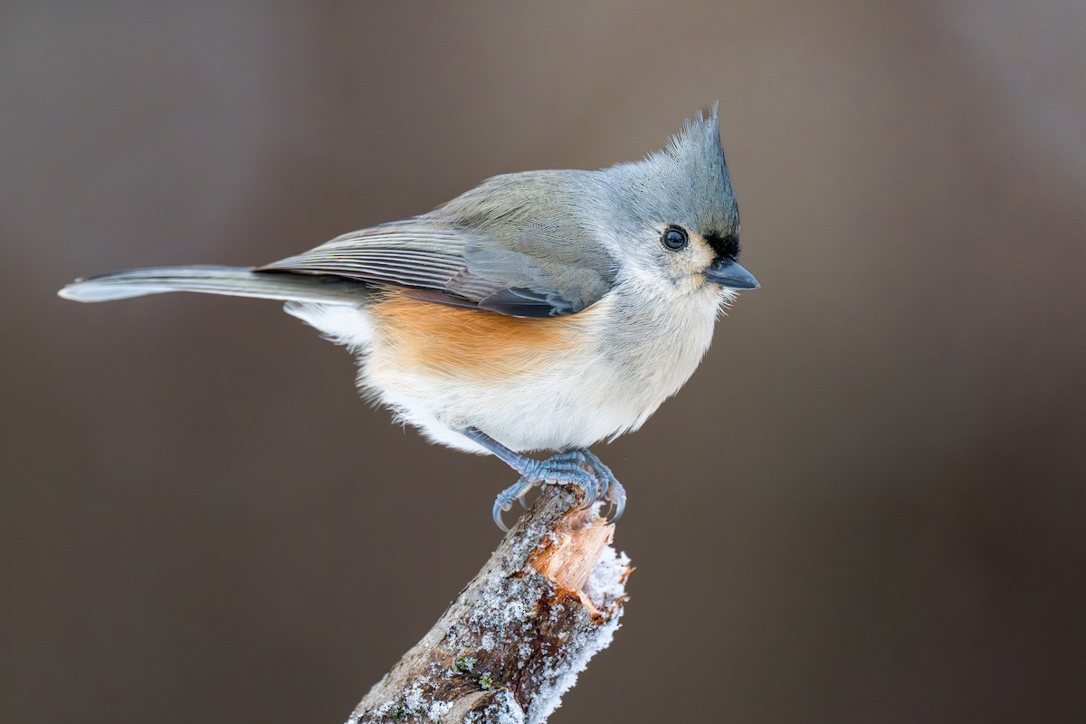 sýkora rezavoboká - ML646348900