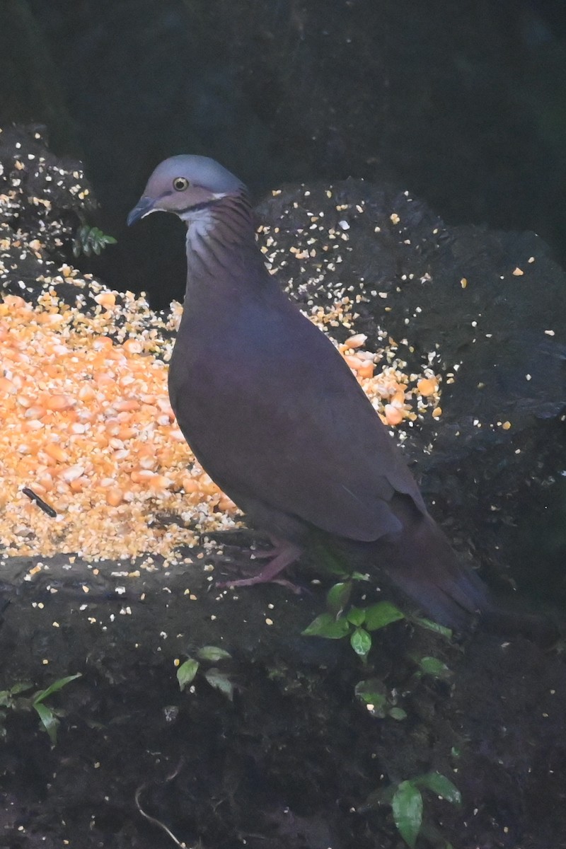 White-throated Quail-Dove - ML646348901