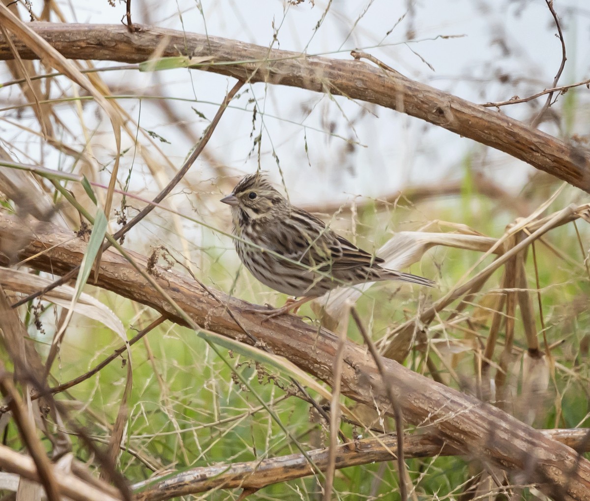 Chingolo Sabanero - ML646348903
