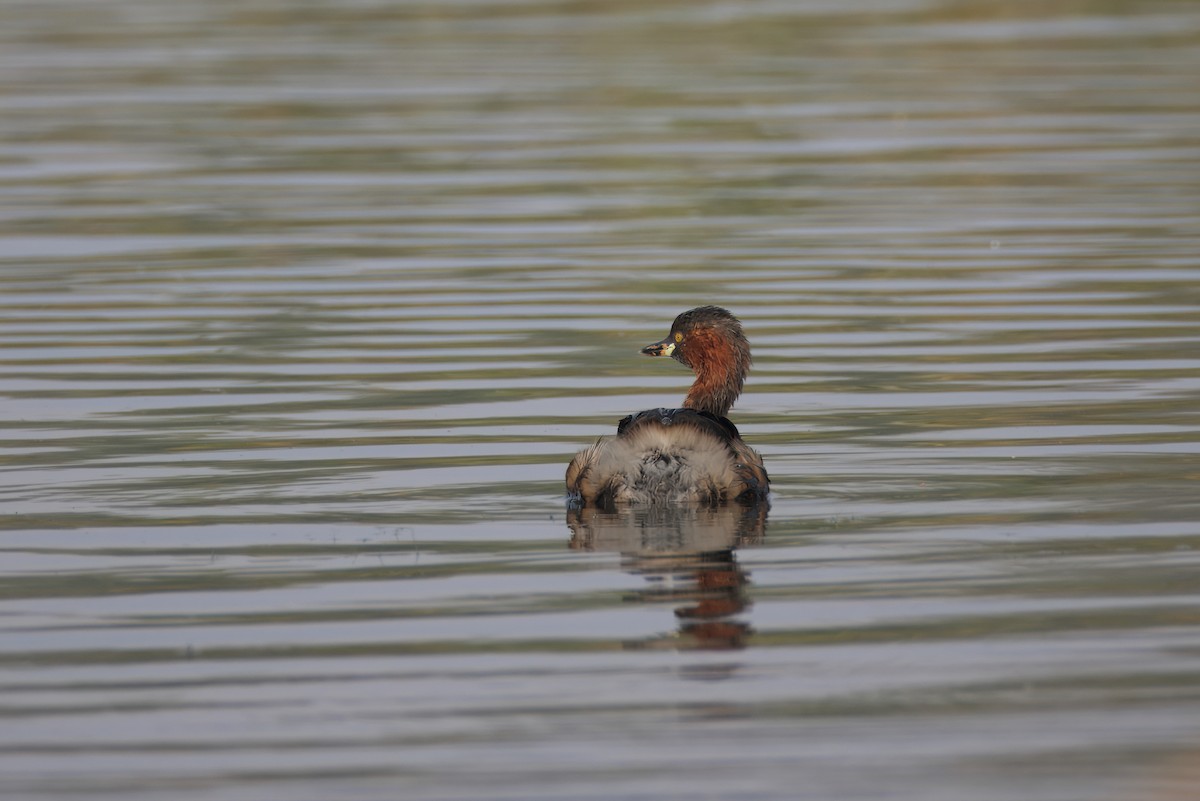Little Grebe - ML646348904