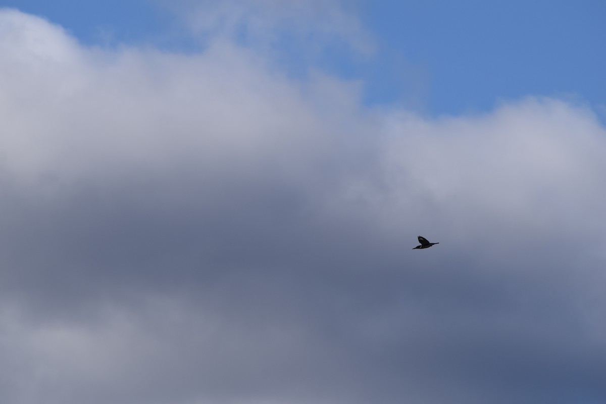 Belted Kingfisher - ML646348907