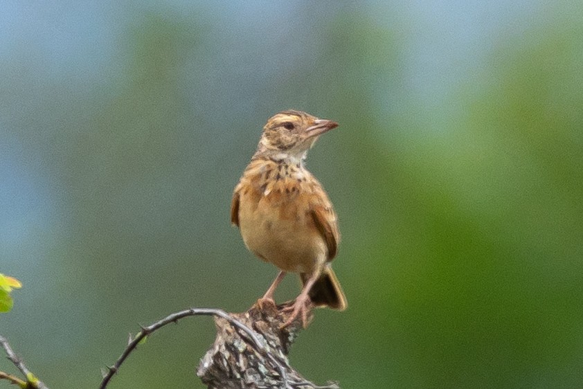 Rufous-naped Lark (Rufous-naped) - ML646348914