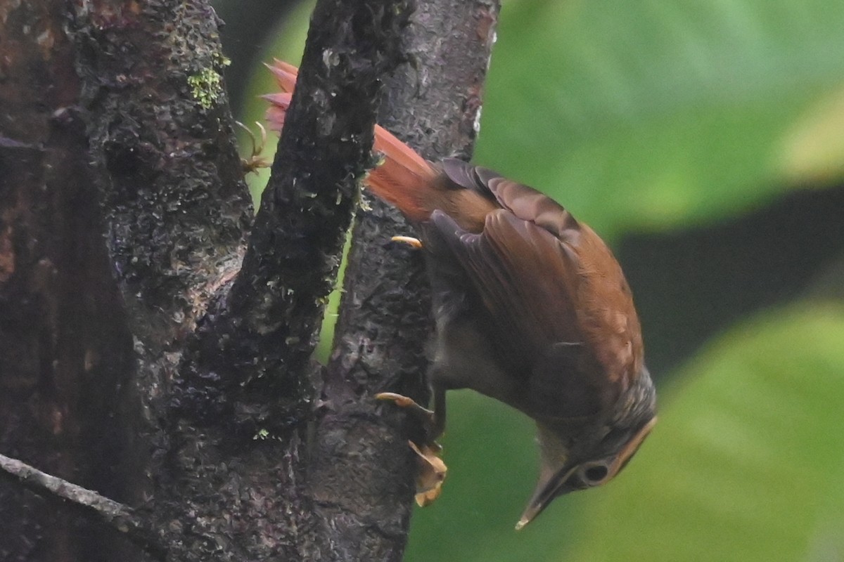 Scaly-throated Foliage-gleaner - ML646348918