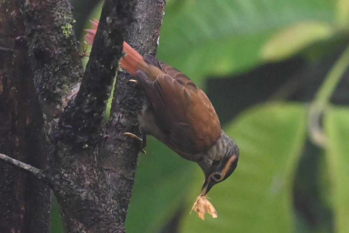 Scaly-throated Foliage-gleaner - ML646348920