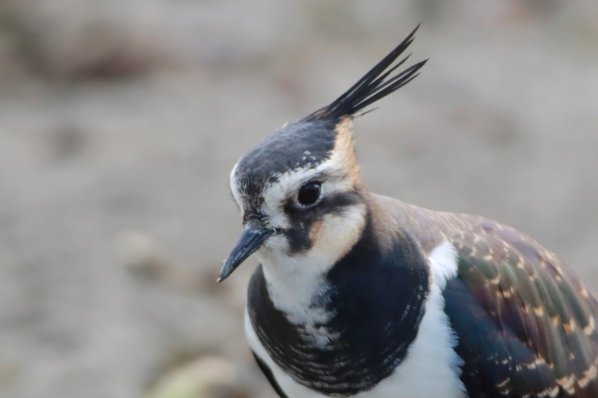 čejka chocholatá - ML646348922