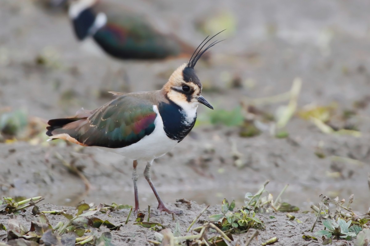 čejka chocholatá - ML646348924