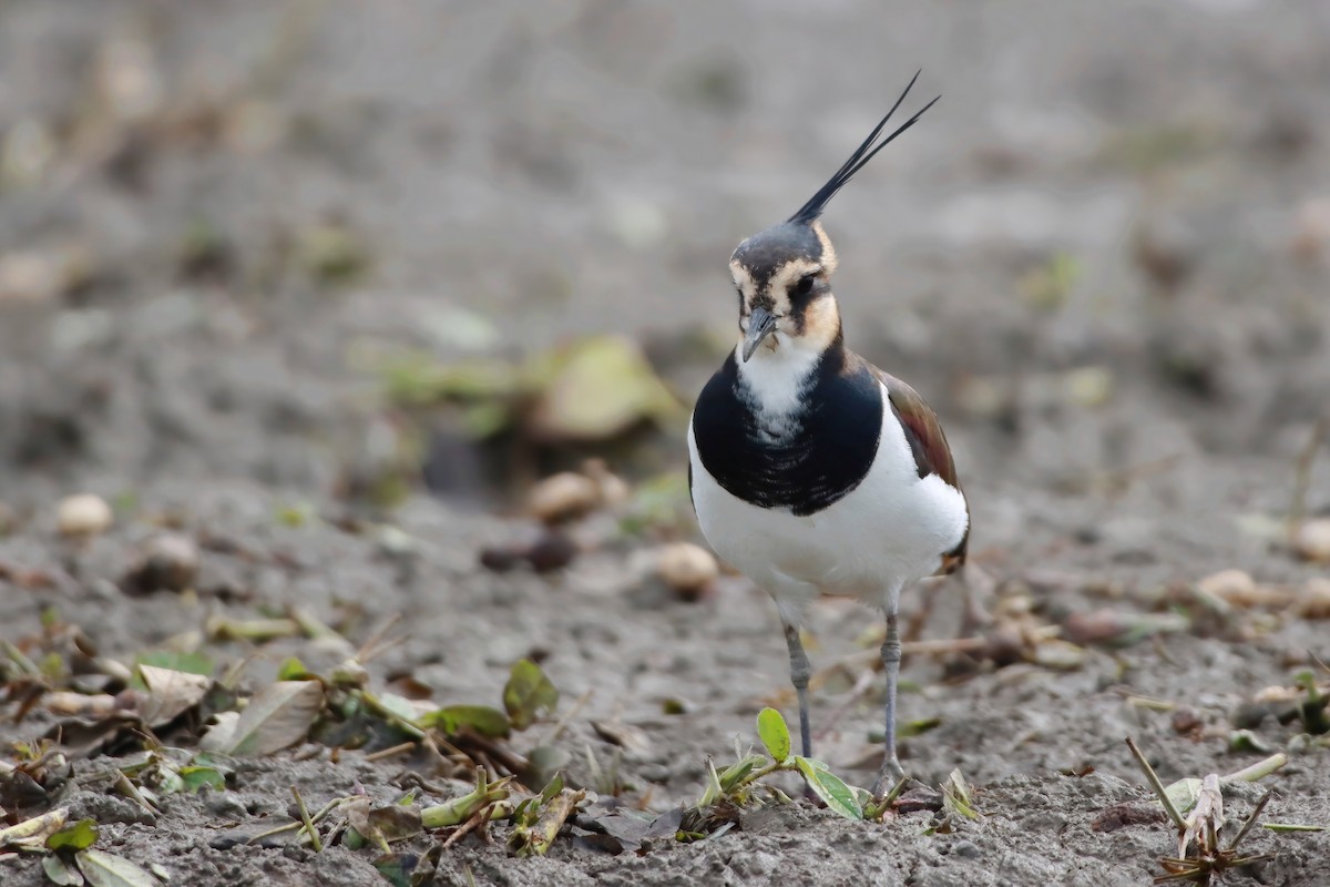 čejka chocholatá - ML646348925