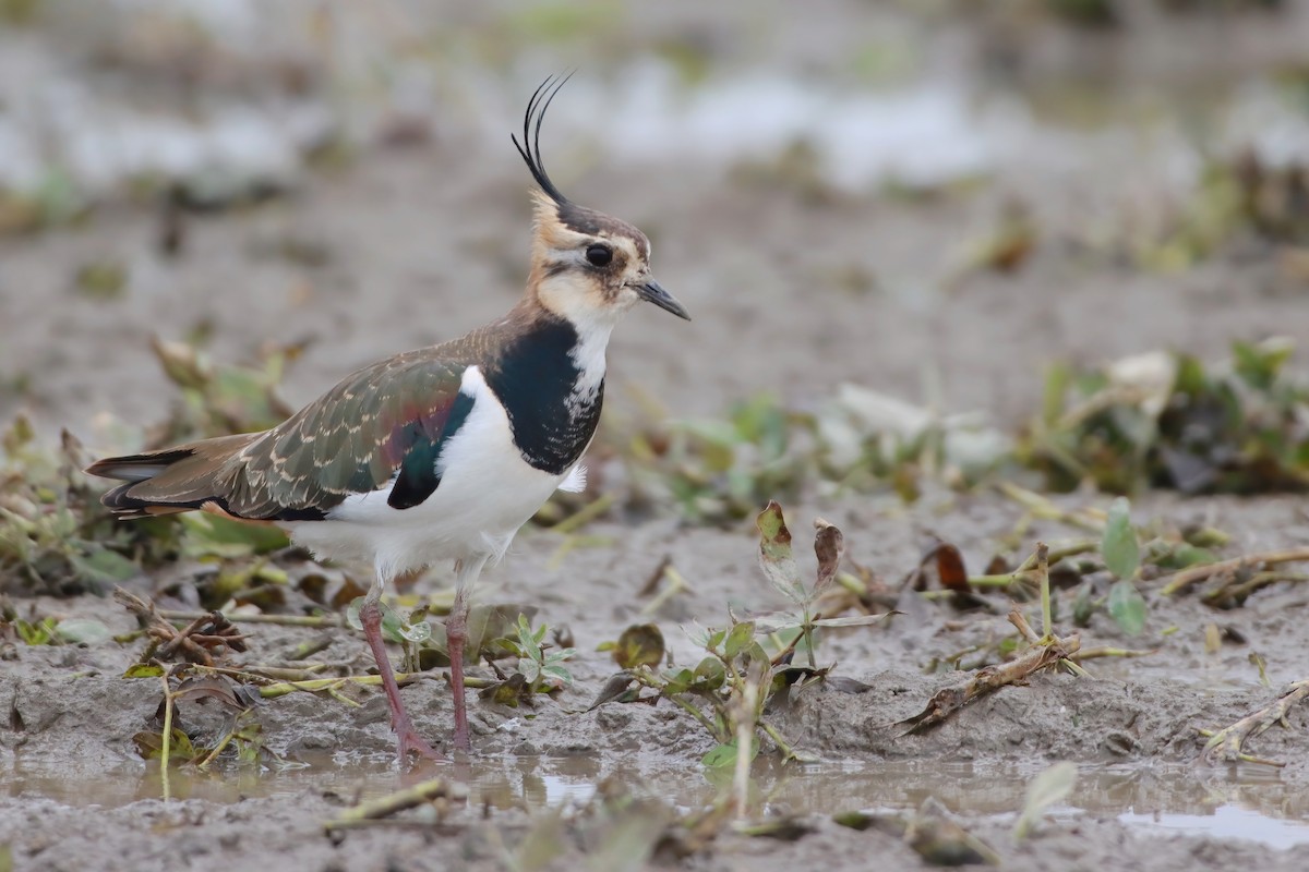 čejka chocholatá - ML646348926