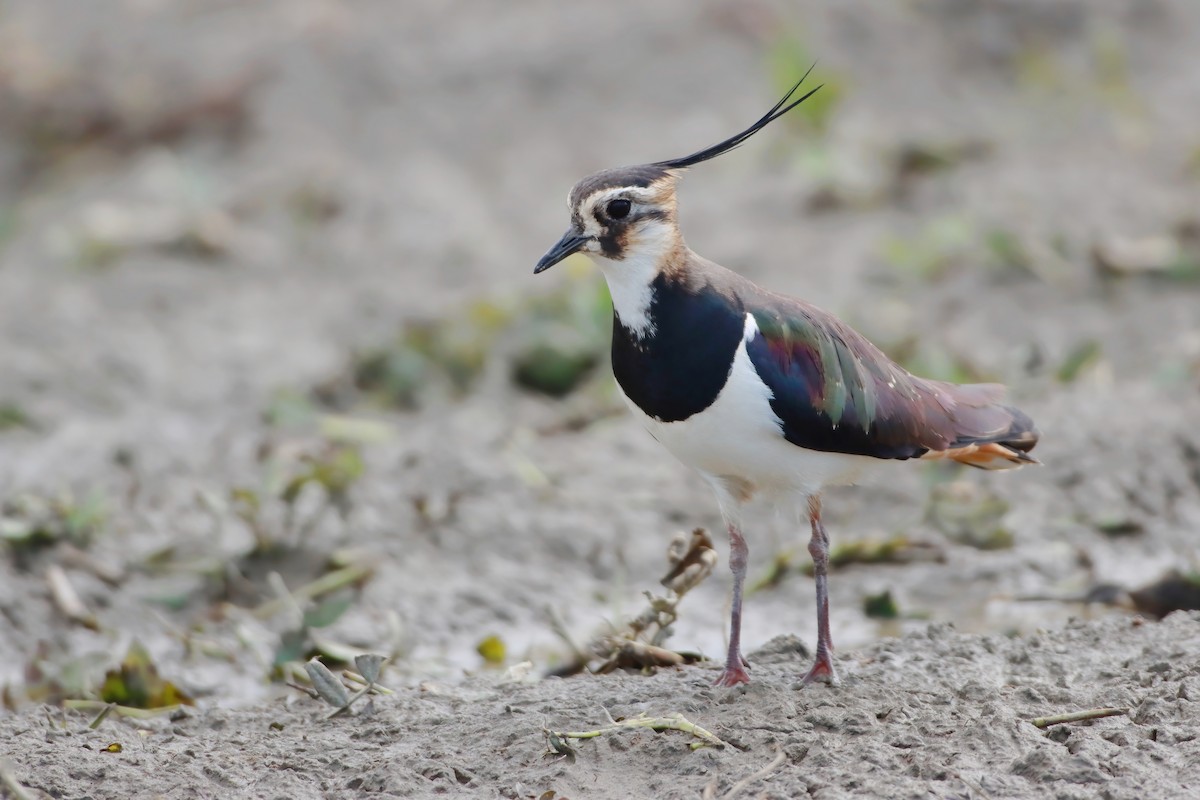 タゲリ - ML646348927