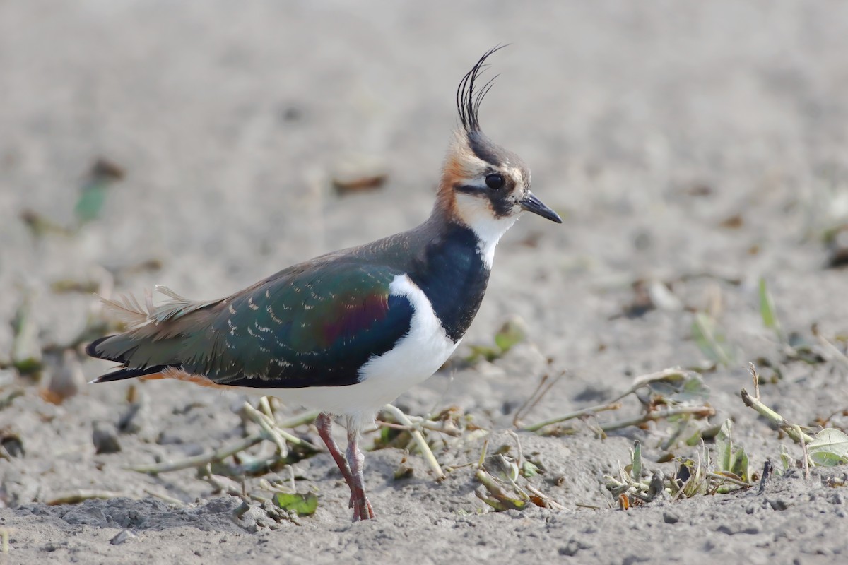 čejka chocholatá - ML646348928