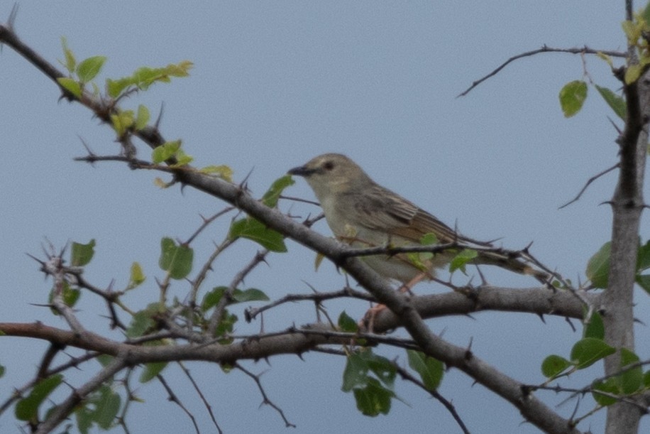 Croaking Cisticola - ML646348929
