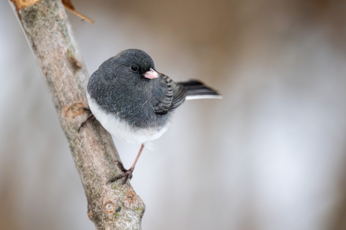 strnadec zimní - ML646348930