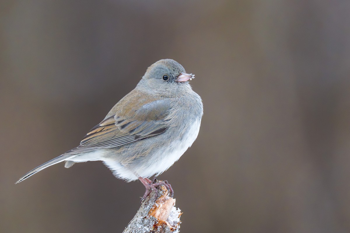 strnadec zimní - ML646348931