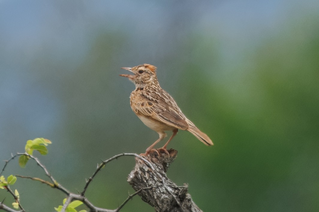 Rufous-naped Lark (Rufous-naped) - ML646348935