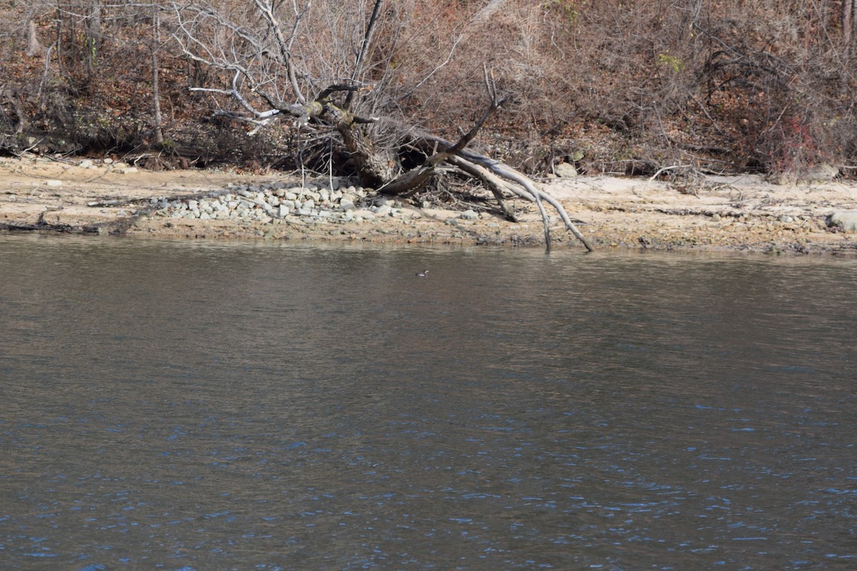 Pied-billed Grebe - ML646348936
