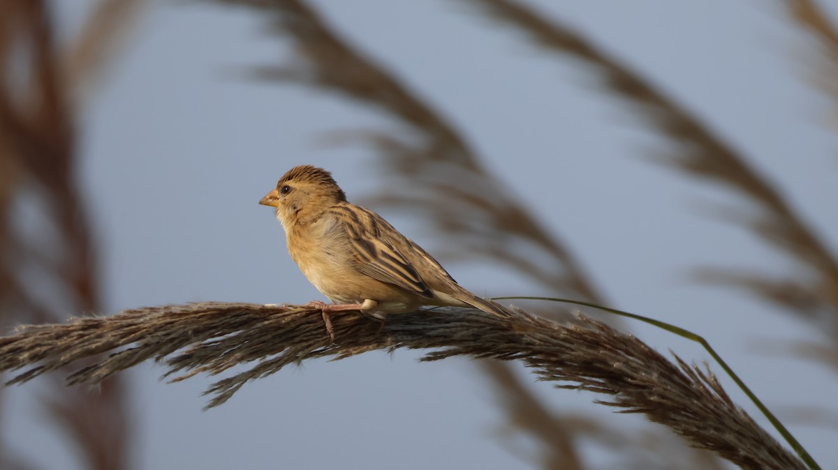Baya Weaver - ML646348938