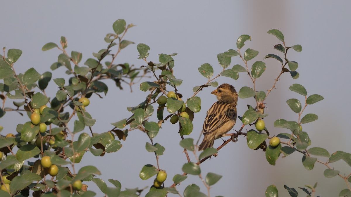 Baya Weaver - ML646348939