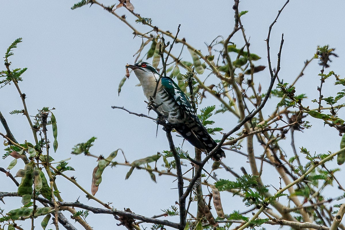 Dideric Cuckoo - ML646348947
