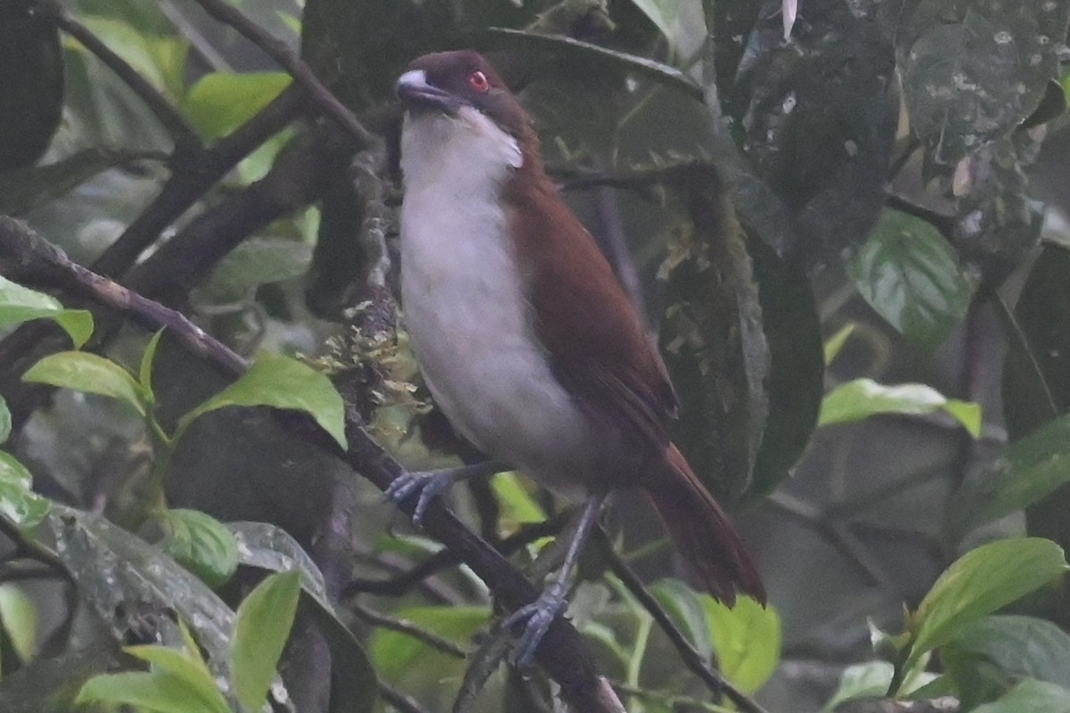 オオアリモズ - ML646348951