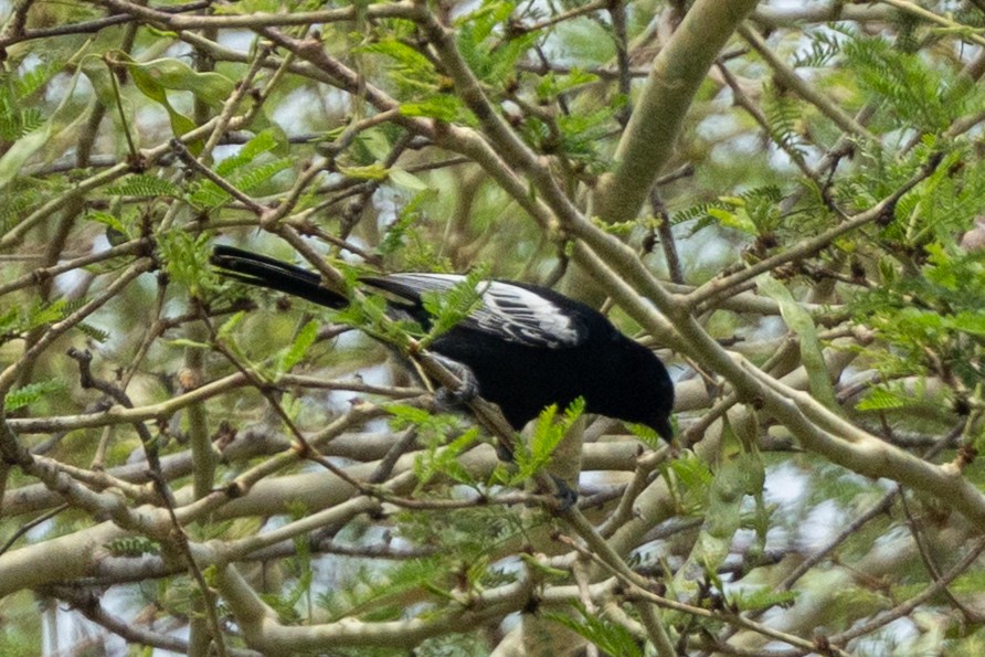 ミナミクロガラ - ML646348954