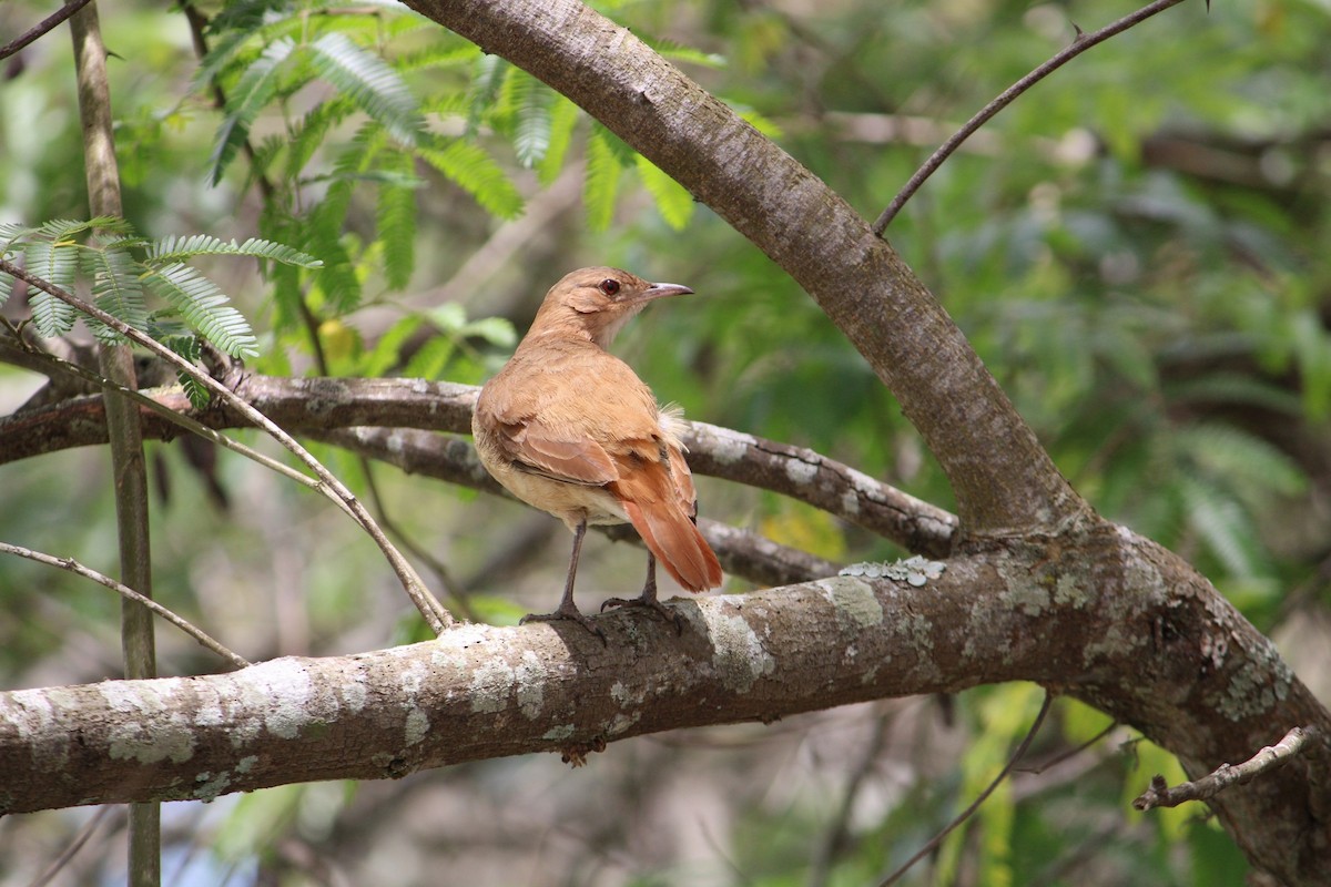 セアカカマドドリ - ML646348955