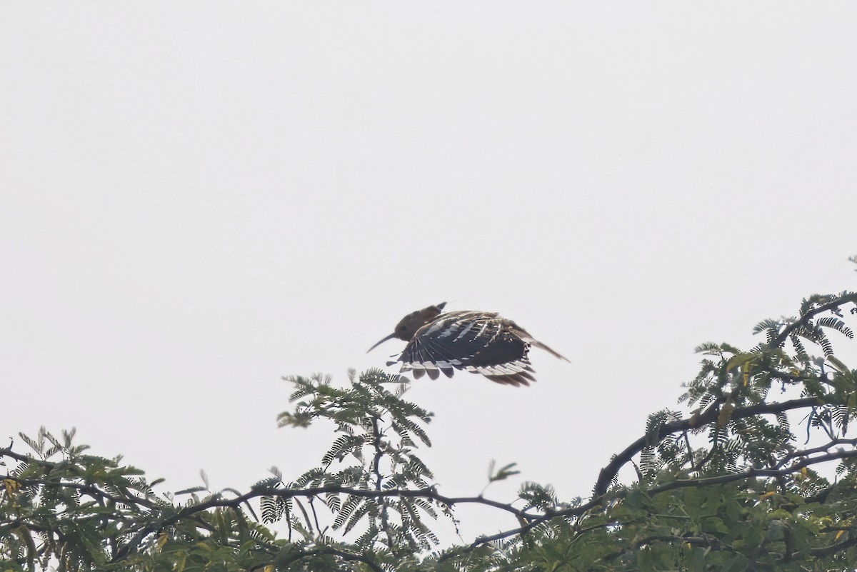 ヤツガシラ - ML646348956