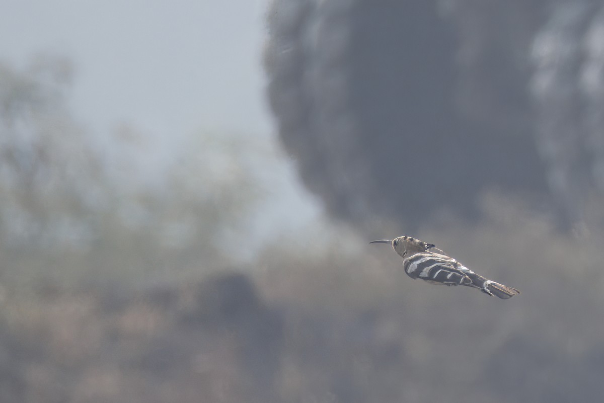 ヤツガシラ - ML646348957