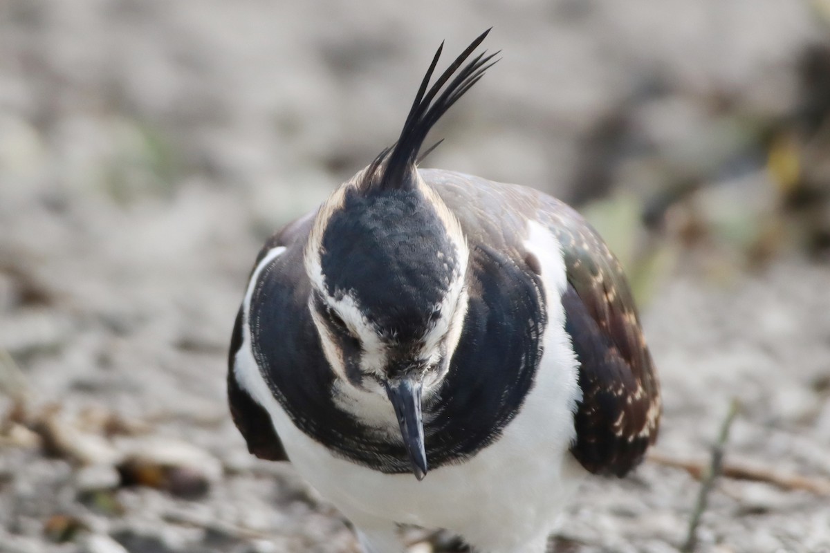 タゲリ - ML646348959