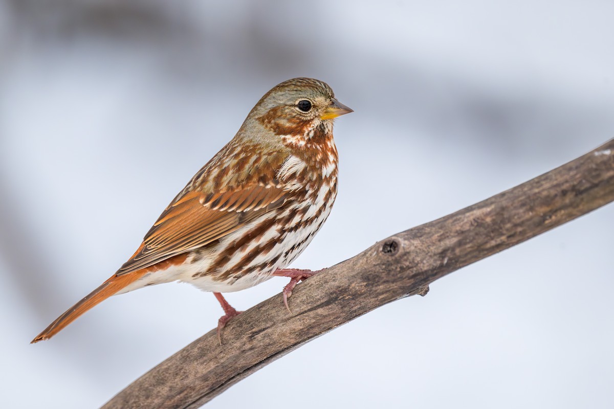 ゴマフスズメ - ML646348961