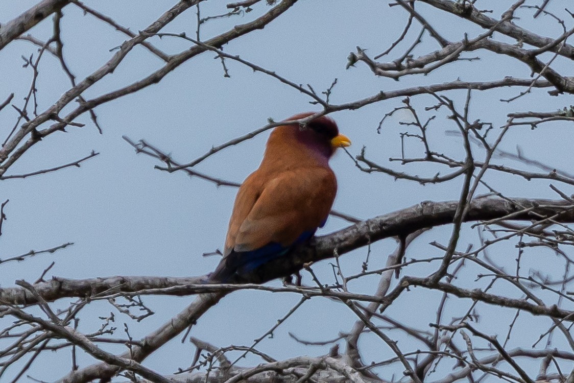 アフリカブッポウソウ（afer グループ） - ML646348962