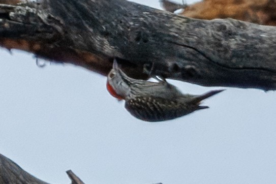 アフリカコゲラ - ML646348963