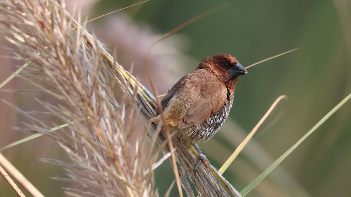 シマキンパラ - ML646348964