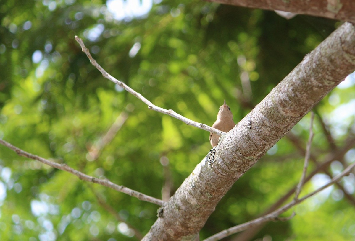 Southern House Wren - ML646348965