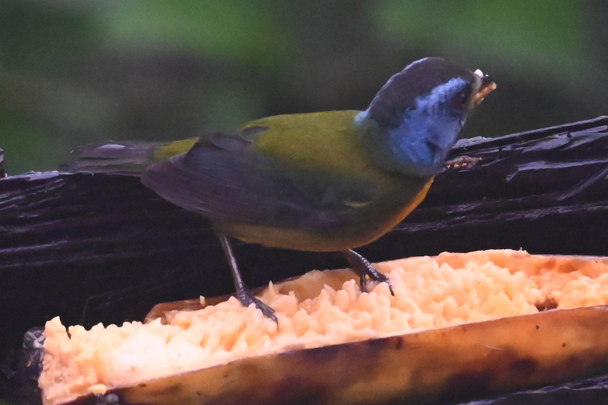 コケイロフウキンチョウ - ML646348966