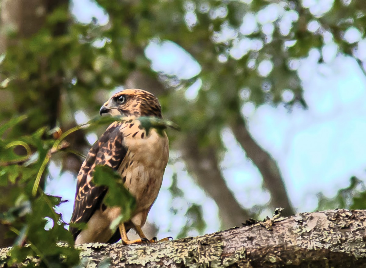 ハネビロノスリ - ML646348967