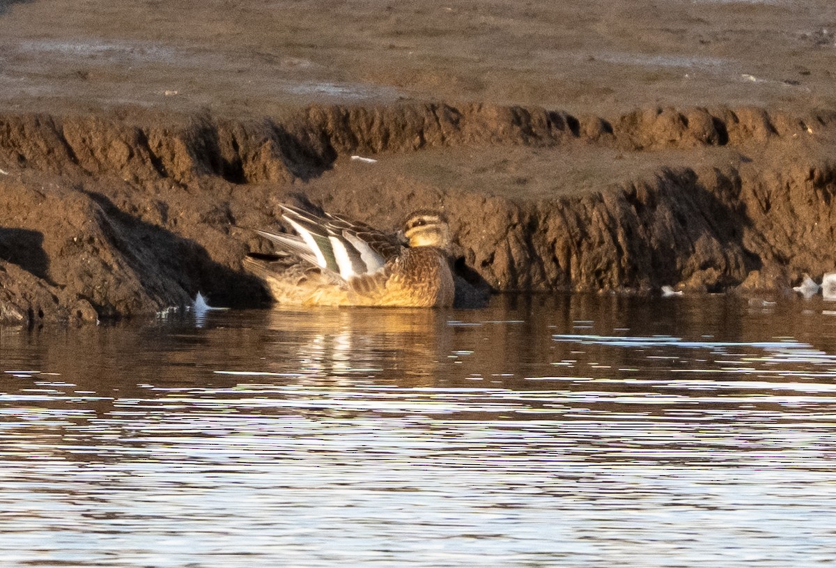 Garganey - ML646348968