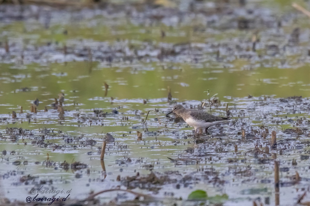 オジロトウネン - ML646348969