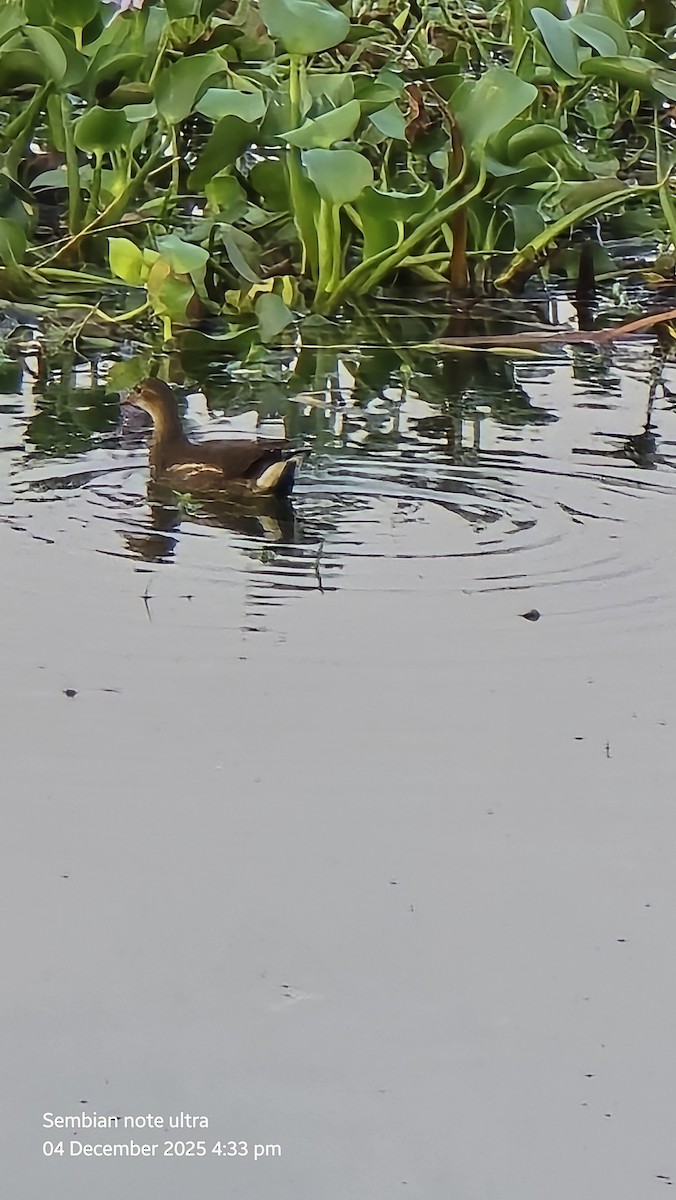 バン - ML646348970