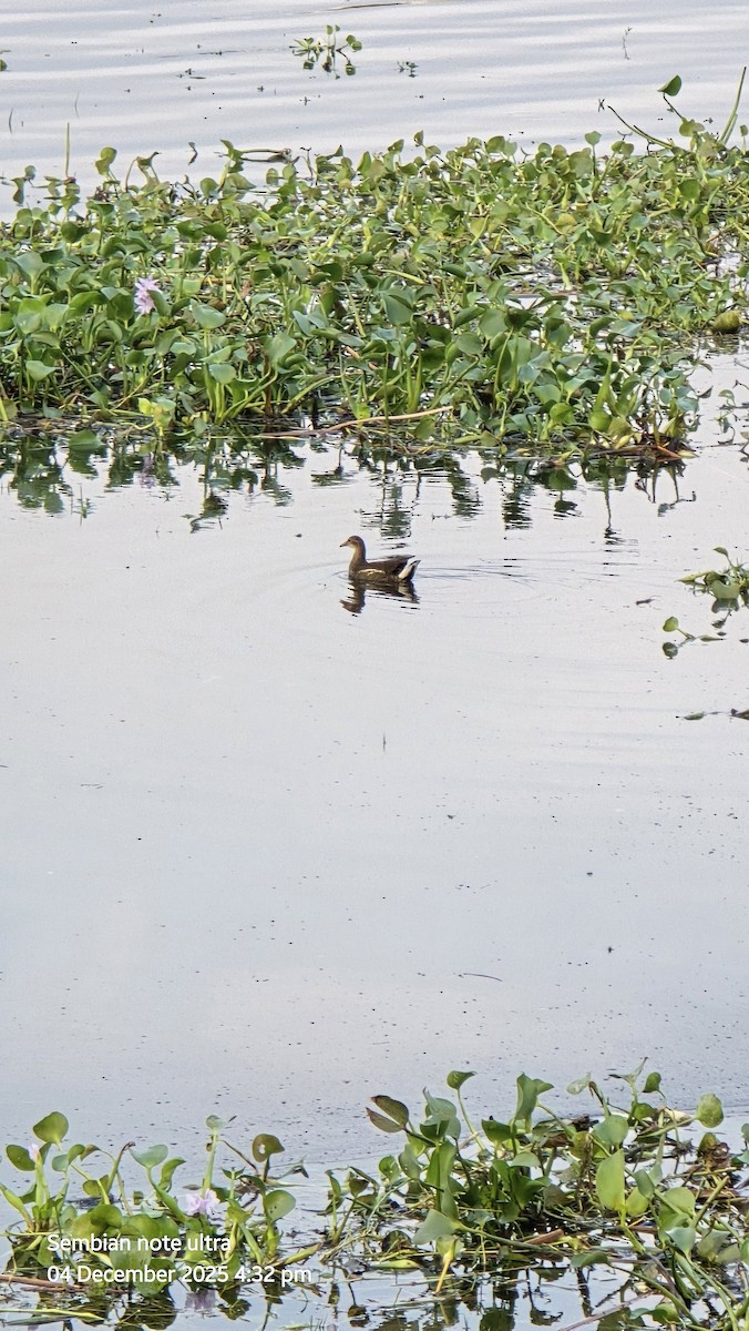 バン - ML646348971