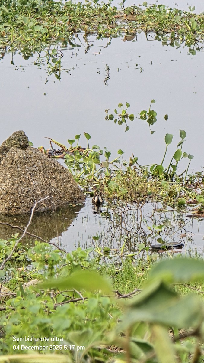 バン - ML646348972