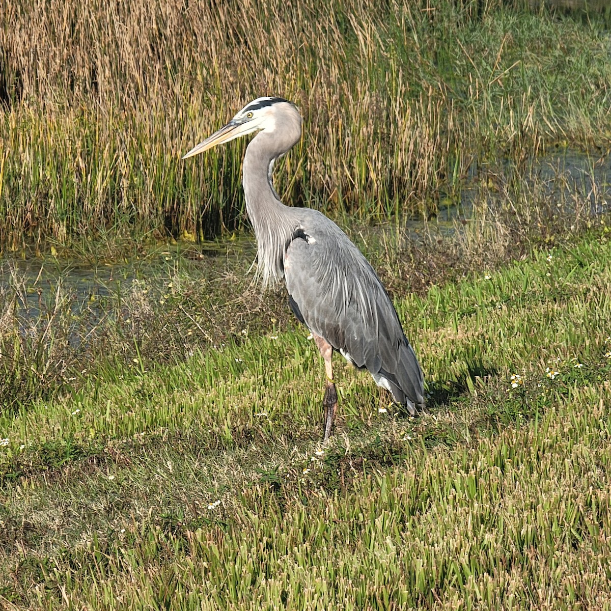 オオアオサギ - ML646348973