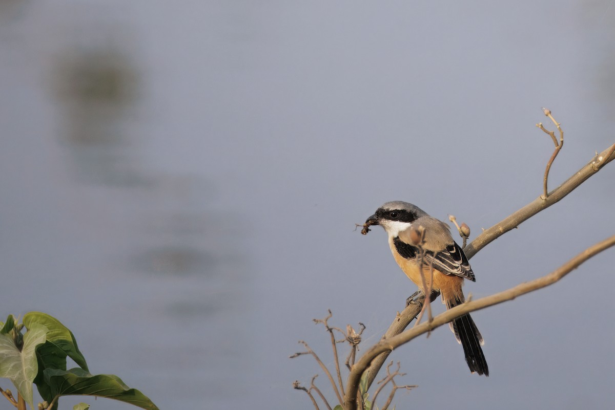 クロビタイセアカモズ - ML646348974