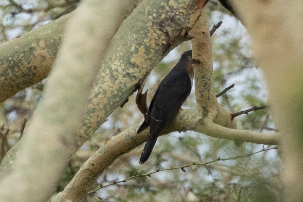 チャムネカッコウ - ML646348976