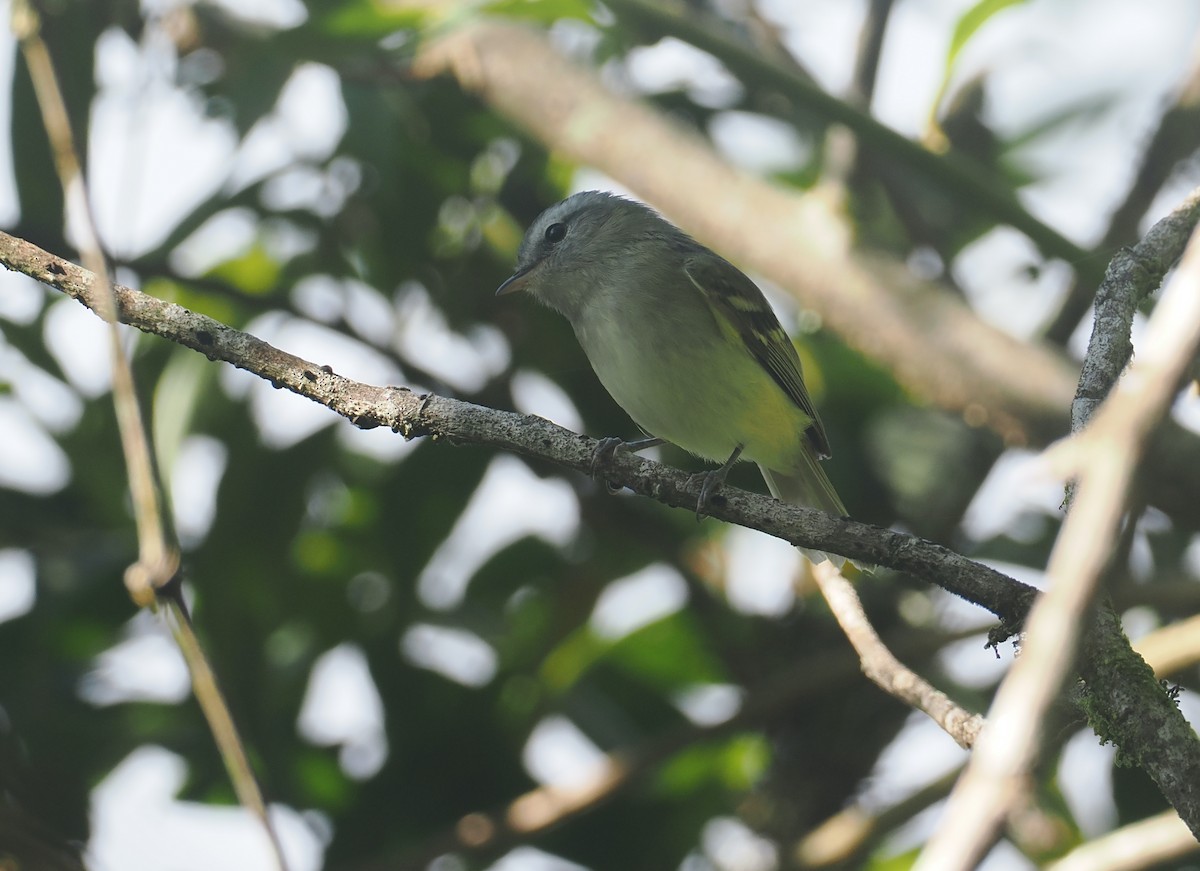 キイロフタスジタイランチョウ - ML646348977